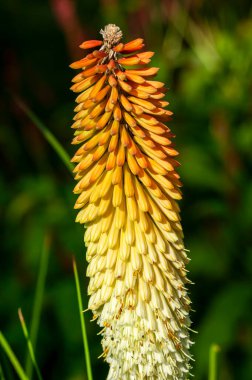 Kniphofia 'Kobra' bir sonbahar çiçeği. Yaz mevsiminde portakal kremi çiçekli. Genellikle Red Hot Poker ya da Torchlily olarak bilinir.