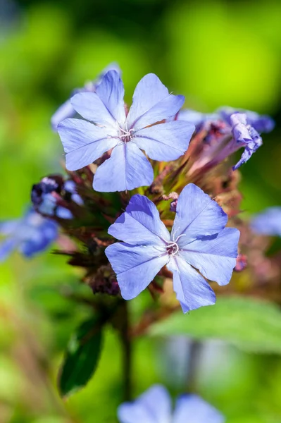 Ceratostigma Willmottianum Ένα Καλοκαίρι Φθινόπωρο Ανθοφόρο Φυτό Ένα Ανθεκτικό Μπλε — Φωτογραφία Αρχείου