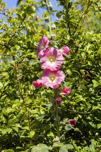 Alcea Althaea Rosea Pink Summer Tall Flower Plant Commonly Known — Zdjęcie stockowe