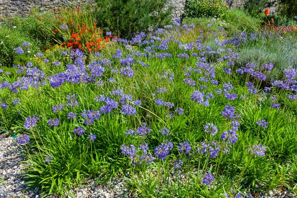 Agapanthus Letní Kvetoucí Rostlina Modrým Letním Květem Běžně Známá Jako — Stock fotografie