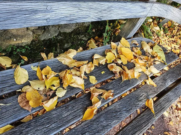 Celastrus Orbiculatus Autumn Leaves Park Bench Which Have Golden Yellow — Fotografia de Stock