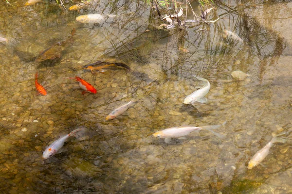 Koi Karpfenfische Schwimmen Einem Süßwasserteich Archivbild — Stockfoto