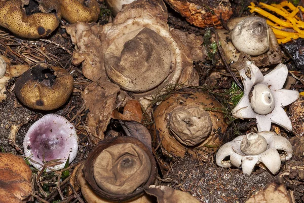 Bosque Hongo Hongo Fondo Otoño Otoño Durante Noviembre Arreglado Patrón — Foto de Stock