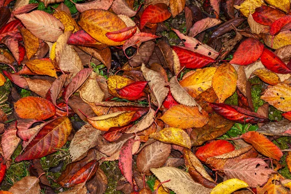 Herbst Blätter Hintergrund Die Während Der Herbstsaison November Ein Rot — Stockfoto