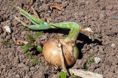 Soğan (Allium Cepa) 'Roscoff' sebze bahçesinde yetişen sıradan bir ampul. Yemek pişirmek için biçilmeye hazır.
