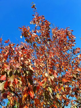 Prunus Sargentii 'nin sonbahar rengi, Kasım ayı sonbahar mevsiminde açık mavi gökyüzü ile kırmızı kahverengi yapraklara sahip bir ağaçtır ve yaygın olarak Sargent' ın kiraz rengi olarak bilinir.