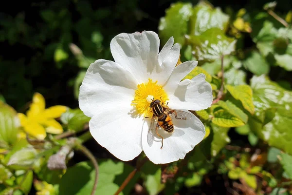 Helophilus sarkaç dişisi, İngiltere 'de bulunan ve yaygın olarak güneş sineği veya futbol sineği olarak bilinen bir uçan böcek türüdür.