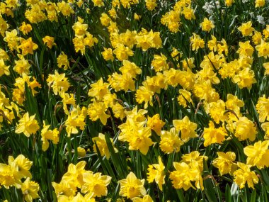 İlkbahar mevsiminde halka açık bir parkta yetişen sarı renkli bir çiçek tohumu olan nergis (narcissus),