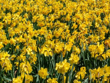 İlkbahar mevsiminde halka açık bir parkta yetişen sarı renkli bir çiçek tohumu olan nergis (narcissus),