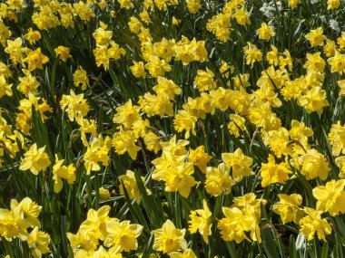 İlkbahar mevsiminde halka açık bir parkta yetişen sarı renkli bir çiçek tohumu olan nergis (narcissus),