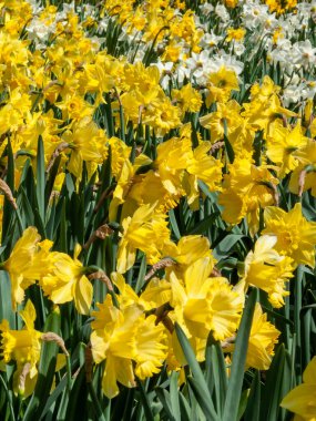 İlkbahar mevsiminde halka açık bir parkta yetişen sarı renkli bir çiçek tohumu olan nergis (narcissus),