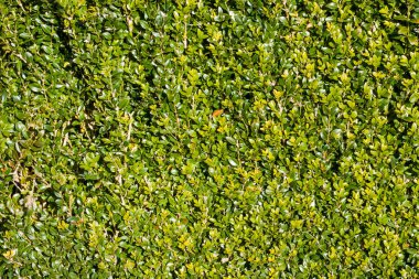 Düzgün kesilmiş yeşil yaprak dökmeyen kurtbağrı hedge arka plan