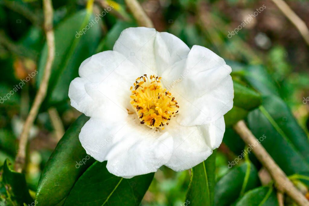 Camellia x Williamsii 'Coppelia Alba' a spring summer shrub plant with a winter springtime alba white flower stock photo image