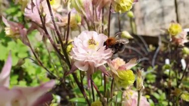 Tree bumblebee (Bombus hypnorum) on a pink aquilegia Columbine flower plant which is a flying bee insect with brown ginger hair on its thorax and a black abdomen with a white tail, video footage