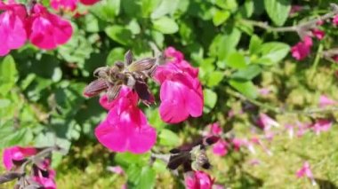 Salvia microphylla 'Neon' pembe bir bahar bahar çiçeği bitkisi. Yaygın olarak bebek adaçayı çiçeği olarak bilinir. Fotoğraf, video klibi.