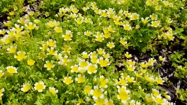 Poached Egg Plant Limnanthes Douglasii Common Annual Garden Flower Plant — Stock Video