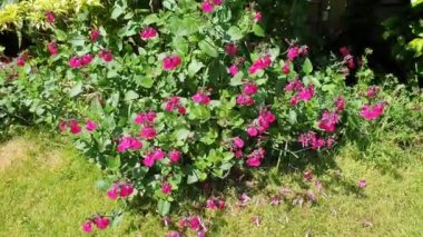 Salvia microphylla 'Neon' pembe bir bahar baharı. Sonbahar bitkisi. Genellikle bebek bilgesi olarak bilinir.