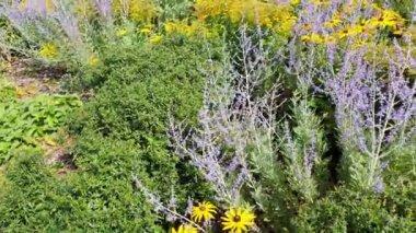 Perovskia 'Blue Spire' a late summer flowering plant with a blue purple summertime flower in July and August and commonly known as Russian Sage, video footage clip