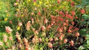Diascia personata a summer flowering plant with an pink summertime flower commonly known as  masked twinspur, video footage clip