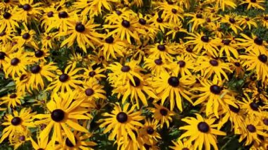 Rudbeckia Fulgida var sullivantii 'Goldsturm' (Altın Çicek Çiçeği) Sarı bir yaz çiçeği ile yaygın olarak bilinen adıyla Siyah Gözlü Susan veya Coneflower, video klibi