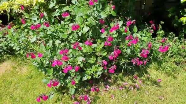 Salvia Microphylla Neon Pembe Bir Bahar Baharı Sonbahar Bitkisi Genellikle — Stok video