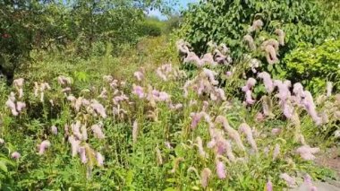 Sanguisorba Hakusanensis a summer autumn flowering plant with a pink purple summertime flower commonly known as Korean Burnet or Lilac Squirrel, video footage clip
