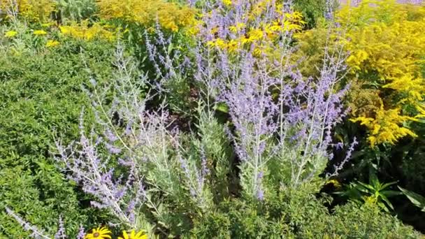 Perovskia Blue Spire Late Summer Flowering Plant Blue Purple Summertime — Vídeos de Stock