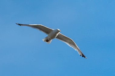 Martı (Larus canus), açık mavi gökyüzü ve kopyalama alanı ile İngiltere 'de uçan martı kuşudur.