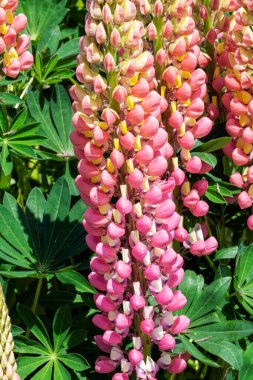 Lupin (Lupinus) 'The Chatelaine' (Soylular Grubu) pembe beyaz yaz çiçekli bir bahar çiçeği, stok fotoğrafı