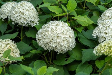 Ortanca Ağaçevi 'nin yaz mevsimi Annabelle' in sonbahar çiçekleri, beyaz bir yaz çiçeği, stok fotoğrafı.