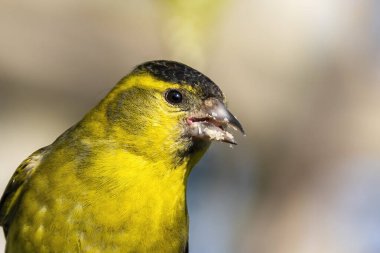 Siskin (Carduelis spinus) erkek, Birleşik Krallık ve Avrupa 'da bulunan yaygın bir bahçe sarısı ötücü kuşudur.