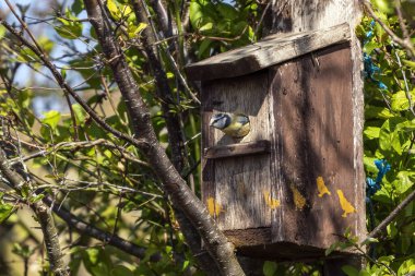 Blue tit (Cyanistes caeruleus) entering a bird nest box which is a common small garden songbird found in the UK and Europe, stock photo image