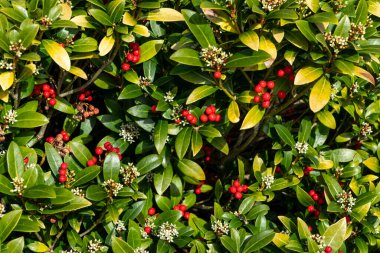 Skimmia japonica subsp reevesiana kırmızı bahar meyveli bir bahar çiçeği çalı ağacı, stok fotoğrafı