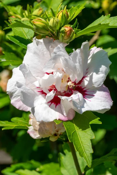 Hibiskus Czerwone Serce Letnia Kwitnąca Roślina Białym Czerwonym Kwiatem Letnim — Zdjęcie stockowe