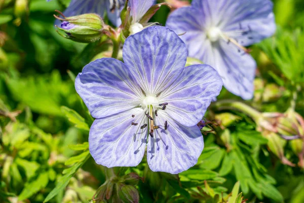 一般的に牧草地のクレナビルとして知られている薄紫色の夏の花を持つ夏の開花植物ジェラニウムPratense Mrs Kendall Clark ストックフォトイメージ — ストック写真