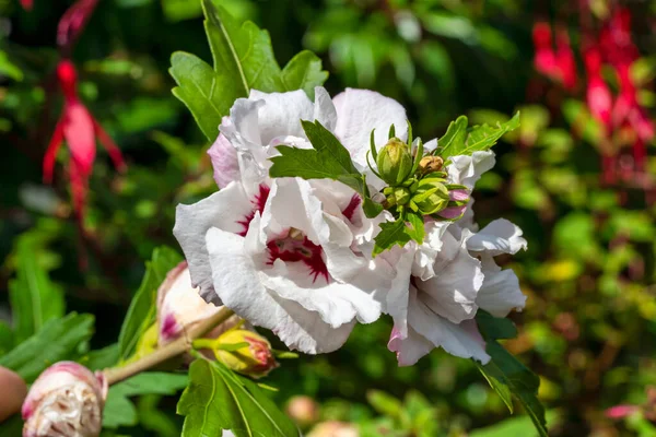 Hibiskus Czerwone Serce Letnia Kwitnąca Roślina Białym Czerwonym Kwiatem Letnim — Zdjęcie stockowe