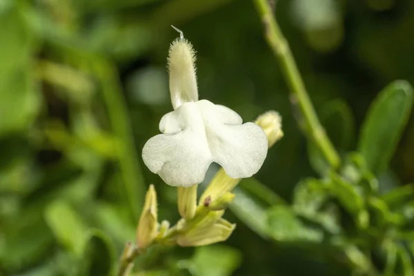 Salvia Greggii Clotted Cream Vit Vår Sommar Höst Blomma Växt — Stockfoto