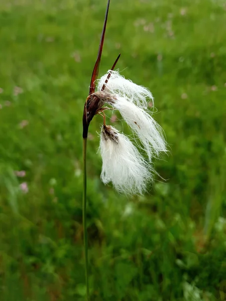 Eriophorum Angustifolium Também Conhecido Como Common Cotton Grass Uma Planta — Fotografia de Stock