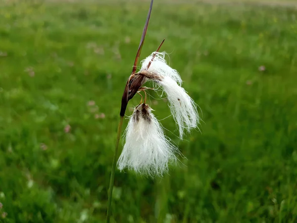 Eriophorum Angustifolium Também Conhecido Como Common Cotton Grass Uma Planta — Fotografia de Stock