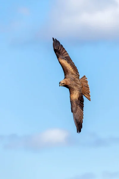 Schwarzmilan Milvus Migrans Greifvogel Fliegt Mit Ausgebreiteten Flügeln Bei Blauem — Stockfoto