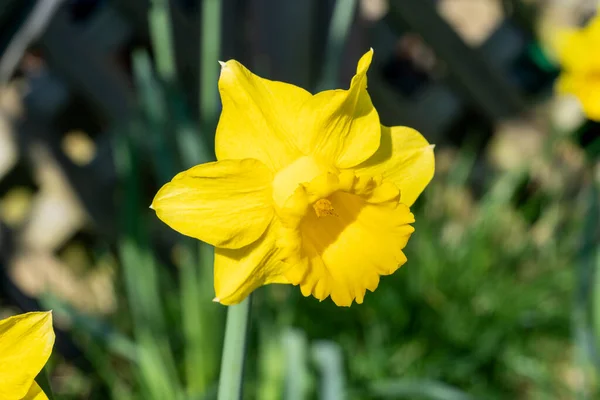 Narciso Narcissus Una Planta Bulbosa Flor Primavera Amarilla Durante Temporada — Foto de Stock