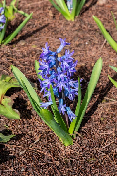 Hyacinth Hyacinthus Orientalis Aida Spring Flowering Bulbous Plant Blue Spring — стоковое фото