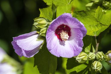Hibiscus sinosyriacus 'Leylak Kraliçesi' yaz aylarında çiçek açan mor çiçekli bir çalı bitkisi. Halk arasında Sharon 'ın Çin Gülü ya da Rose Mallow' un stok fotoğrafı olarak bilinir.