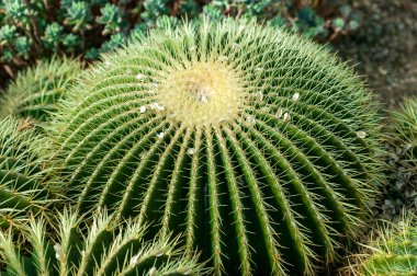 Echinocactus Grusonii (echinocacius), Amerika 'nın bilinen adıyla 
