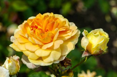 İngiliz gülü 'Molineux' (rosa) sarı turuncu çifte çiçek bahar baharı çalılık bitkisi fotoğrafı