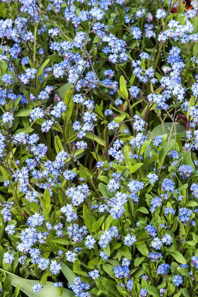 Glem Mig Ikke Myosotis Sylvatica Forår Sommer Blomstrende Plante Med - Stock-foto