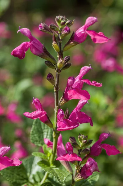 Salvia Macellaria Una Planta Flores Otoño Rojo Púrpura Primavera Verano —  Fotos de Stock