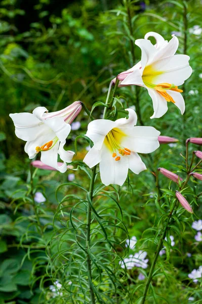 Lilium Regale Una Planta Blanca Flor Del Verano Primavera Comúnmente —  Fotos de Stock
