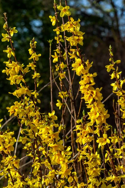 Forsythia Intermedia Week End Courtalyn Winter Spring Flowering Shrub Plant — стоковое фото