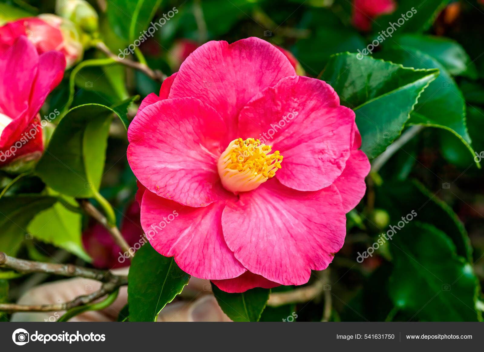 Camellia x williamsii Stock Photos, Royalty Free Camellia x williamsii  Images | Depositphotos